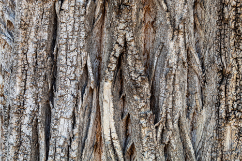 Fototapeta Naklejka Na Ścianę i Meble -  Closeup Tree Bark Texture Background