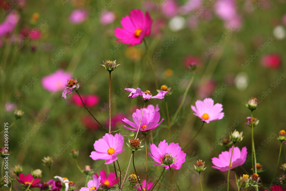 Cosmos flower with blurred background