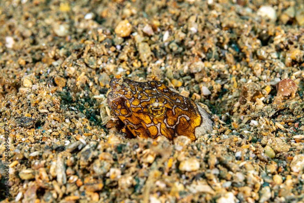 Napoleon snake eel, Ophichthus bonaparti, also known as the Napoleon eel, the Purplebanded snake eel, or the Saddled snake-eel is an eel in the family Ophichthidae