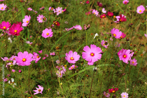 Cosmos flower with blurred background