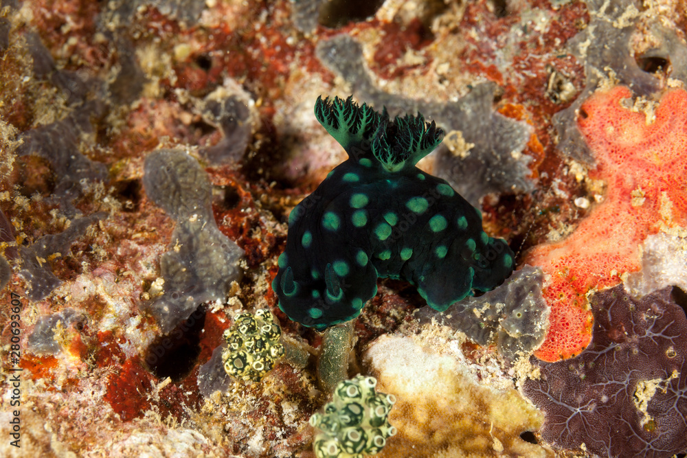 colourful sea slug, a polycerid nudibranch, Nembrotha cristata colourful sea slug, a polycerid nudibranch, Nembrotha cristata