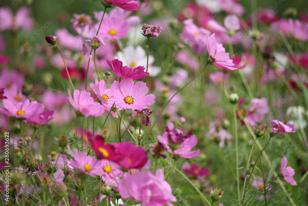 Cosmos flowers blooming in the garden Cosmos flowers blooming in the garden