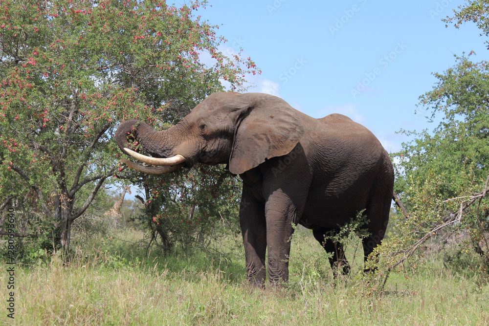Fototapeta premium Afrikanischer Elefant / African elephant / Loxodonta africana