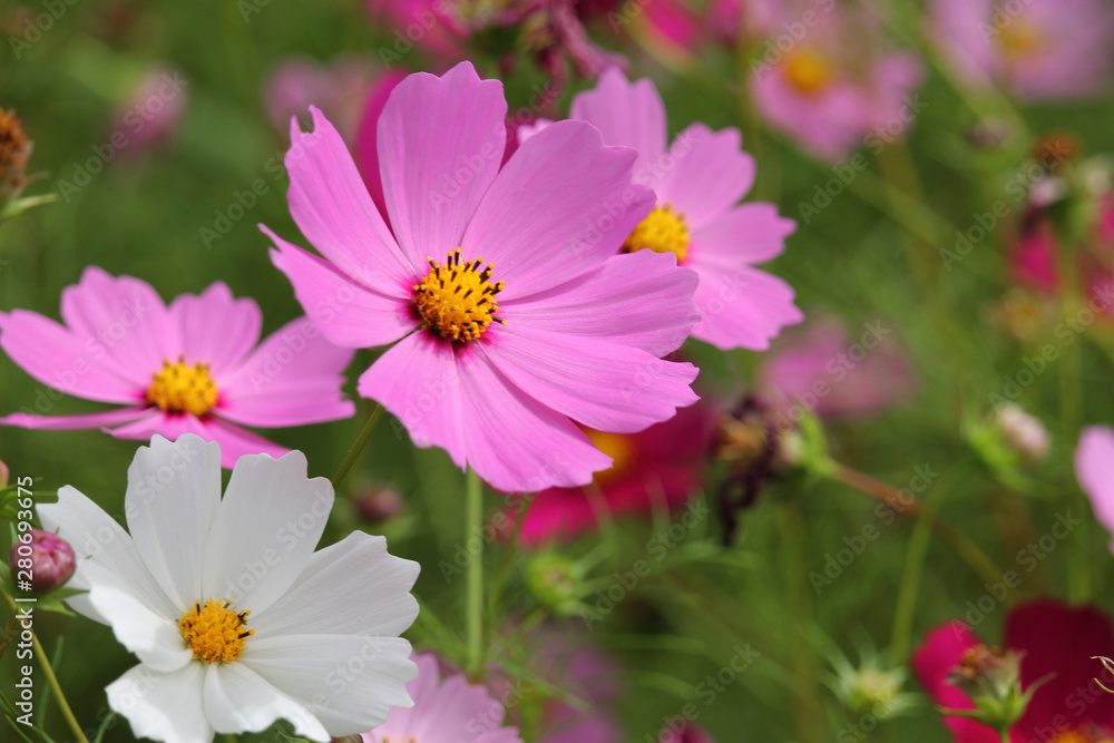 Cosmos flower with blurred background Cosmos flower with blurred background