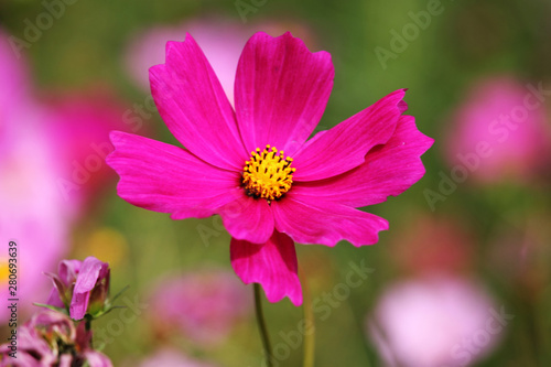 Cosmos flower with blurred background