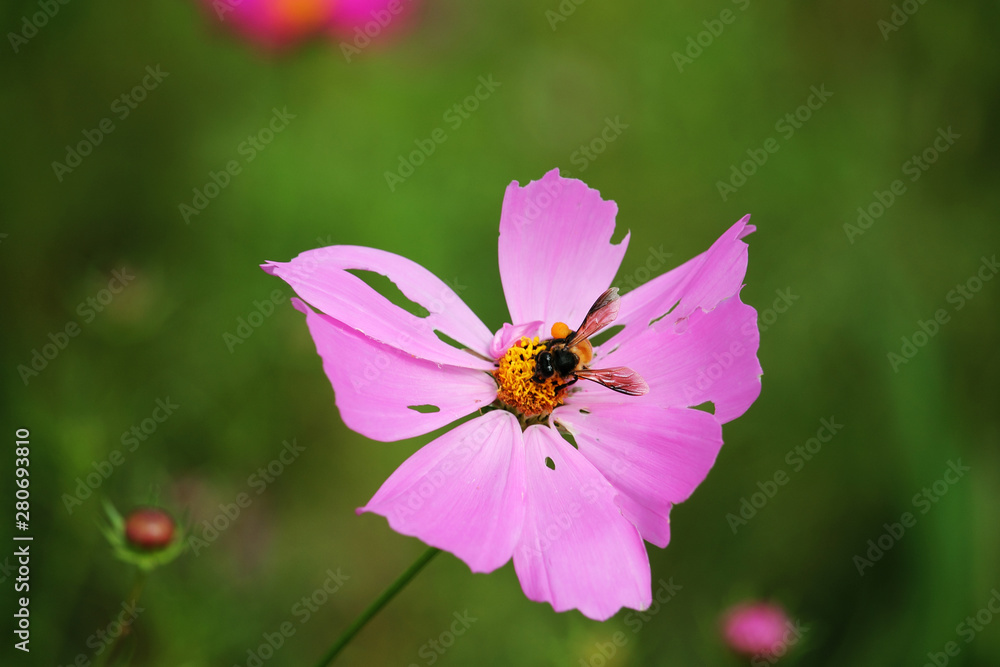 Cosmos flower with blurred background Cosmos flower with blurred background