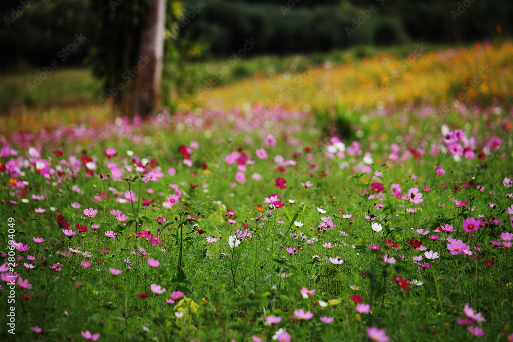 Cosmos flowers blooming in the garden Cosmos flowers blooming in the garden