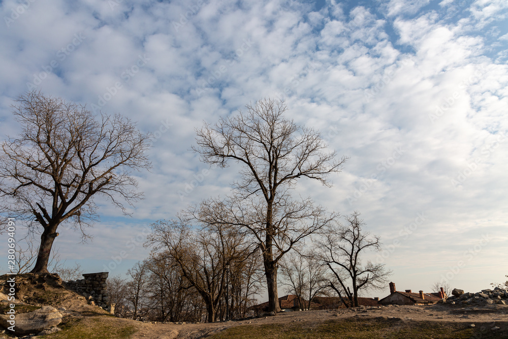 Obraz premium Trees on hill