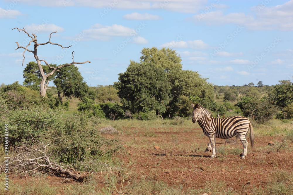 Fototapeta premium Steppenzebra / Burchell's zebra / Equus burchellii