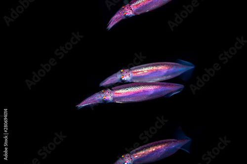 Cuadro en lienzo Neon flying squid, sometimes called the red flying squid, akaika, and red squid,