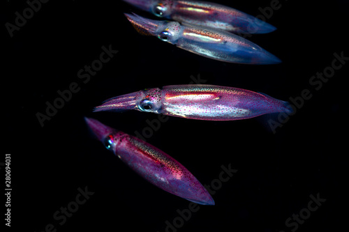 Εκτύπωση καμβά Neon flying squid, sometimes called the red flying squid, akaika, and red squid,