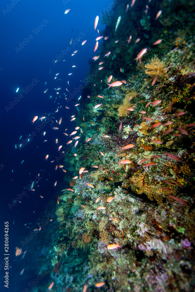 Fototapeta premium Underwater Cliff with fish