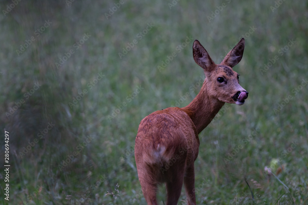 Fototapeta premium Reh