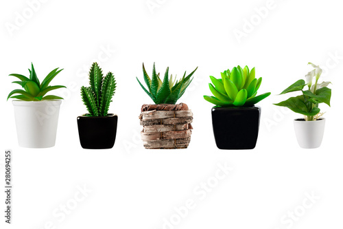 Collection of various decorated plant  in different pots isolated on a white