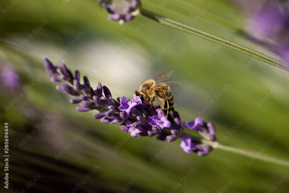 A honey bee (or honeybee) on lavender, Apis A honey bee (or honeybee) on lavender, Apis