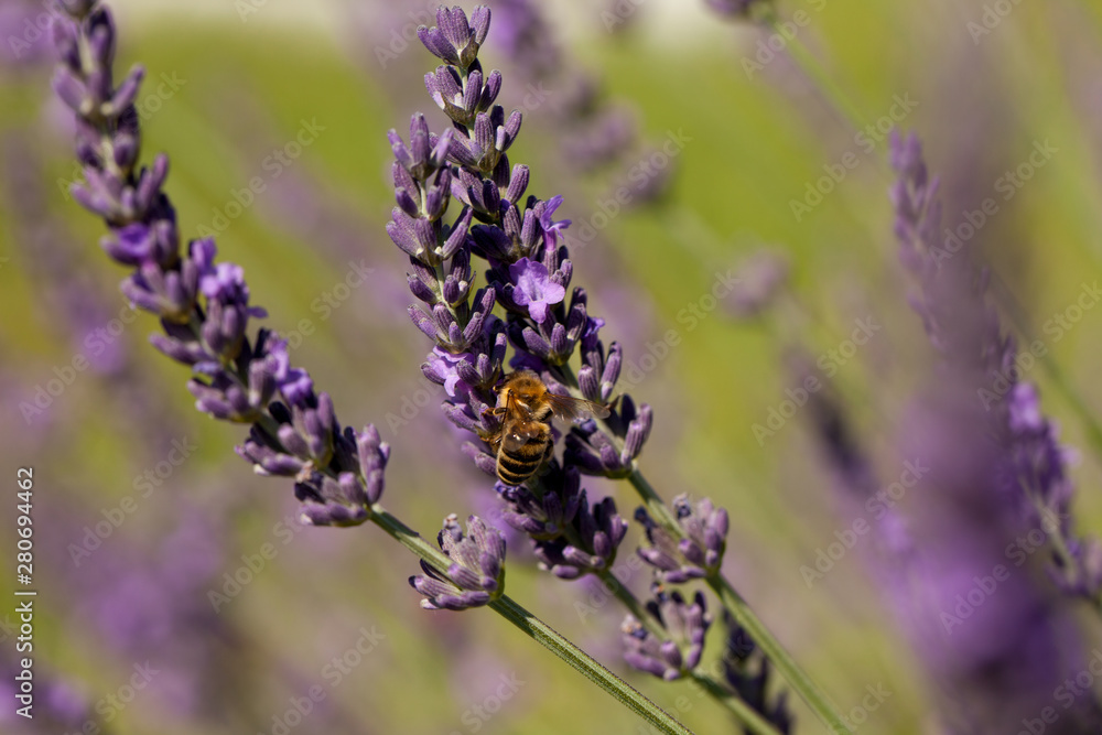 A honey bee (or honeybee) on lavender, Apis A honey bee (or honeybee) on lavender, Apis