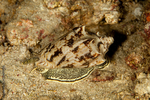 Obraz na plátně Cymbiola vespertilio sea snails
