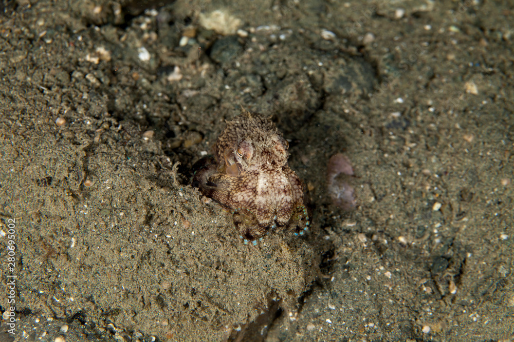 Amphioctopus marginatus, also known as the coconut octopus