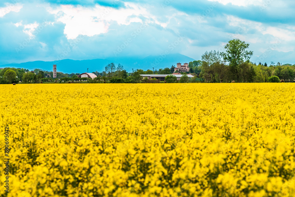 Yellow fields of rape on the hills of Friuli. Cassacco and its castle