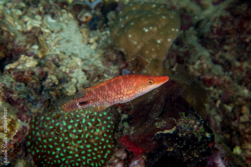 Oriental Maori Wrasse, Oxycheilinus orientalis Oriental Maori Wrasse, Oxycheilinus orientalis