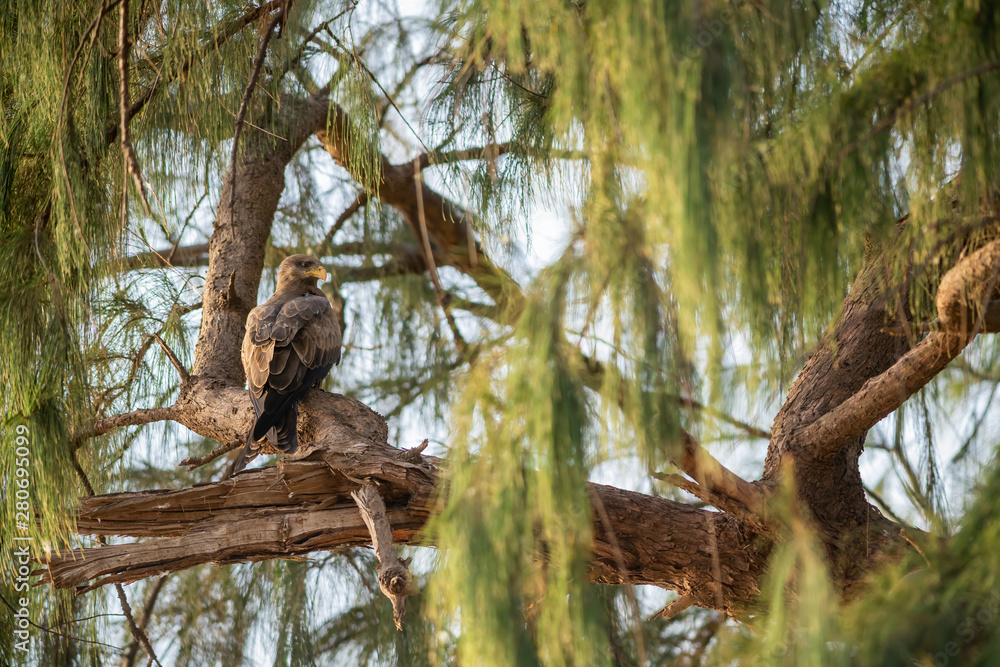 Black Kite - Milvus migrans, beautiful large bird of prey largely worlwide distributed, La Somone, Senegal. Black Kite - Milvus migrans, beautiful large bird of prey largely worlwide distributed, La Somone, Senegal.