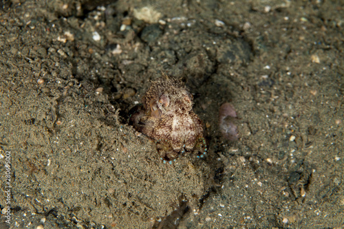 Amphioctopus marginatus, also known as the coconut octopus