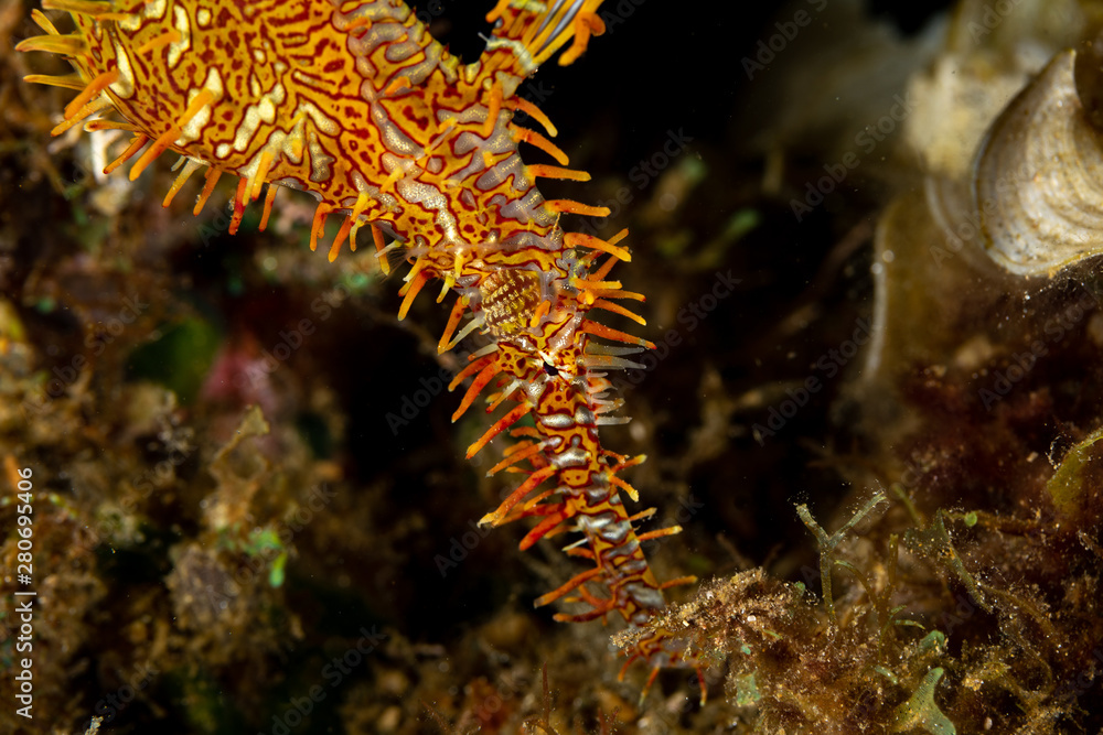 ornate ghost pipefish or harlequin ghost pipefish, Solenostomus paradoxus, is a false pipefish of the family Solenostomidae ornate ghost pipefish or harlequin ghost pipefish, Solenostomus paradoxus, is a false pipefish of the family Solenostomidae