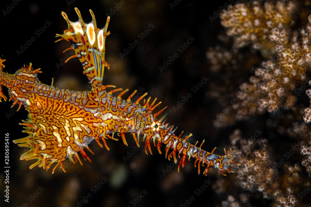 ornate ghost pipefish or harlequin ghost pipefish, Solenostomus paradoxus, is a false pipefish of the family Solenostomidae ornate ghost pipefish or harlequin ghost pipefish, Solenostomus paradoxus, is a false pipefish of the family Solenostomidae
