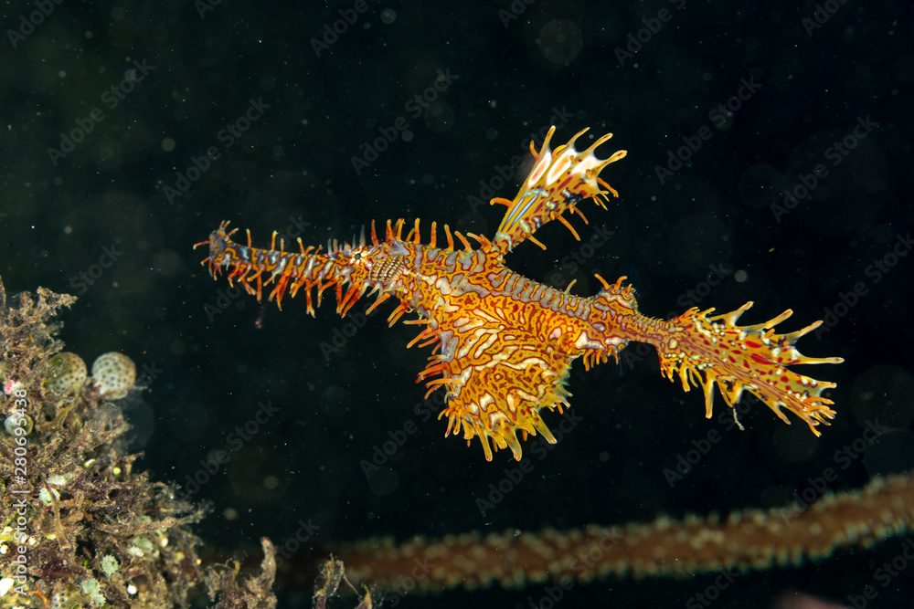 ornate ghost pipefish or harlequin ghost pipefish, Solenostomus paradoxus, is a false pipefish of the family Solenostomidae ornate ghost pipefish or harlequin ghost pipefish, Solenostomus paradoxus, is a false pipefish of the family Solenostomidae