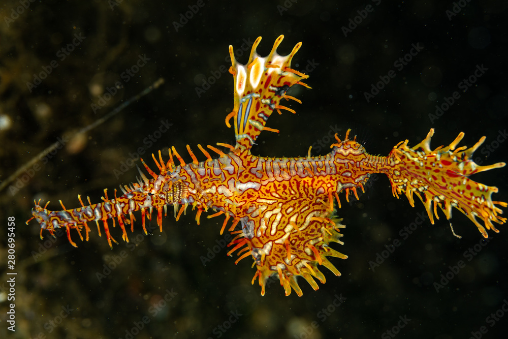 ornate ghost pipefish or harlequin ghost pipefish, Solenostomus paradoxus, is a false pipefish of the family Solenostomidae ornate ghost pipefish or harlequin ghost pipefish, Solenostomus paradoxus, is a false pipefish of the family Solenostomidae