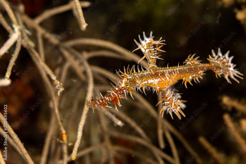 ornate ghost pipefish or harlequin ghost pipefish, Solenostomus paradoxus, is a false pipefish of the family Solenostomidae ornate ghost pipefish or harlequin ghost pipefish, Solenostomus paradoxus, is a false pipefish of the family Solenostomidae