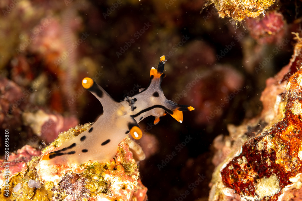 Painted Thecacera Thecacera Picta Is A Species Of Sea Slug A Painted Thecacera Thecacera Picta Is A Species Of Sea Slug A