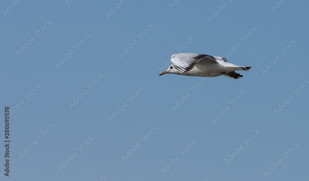 Fototapeta premium Sea Gull lecący po niebie