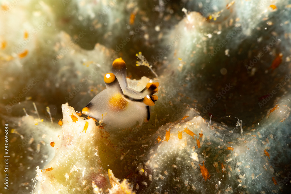 Painted Thecacera, Thecacera picta is a species of sea slug, a ...