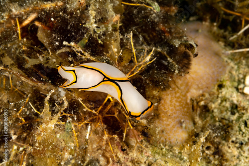 Pale Headshield Slug, Chelidonura pallida is a species of sea slug, or 