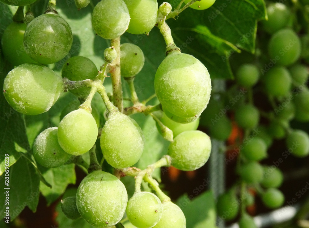 Fungi growing on wine grapes, known as Powdery mildew, scientific name