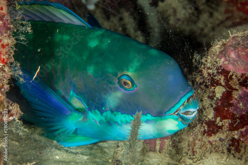 Indian Ocean Steephead Parrotfish, Heavybeak Parrotfish, Purple-headed Parrotfish, Steephead Parrotfish, Chlorurus strongylocephalus, scarus strongylocephalus photo
