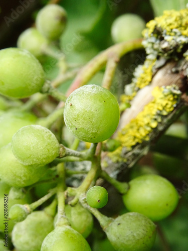 Fungi growing on wine grapes, known as Powdery mildew, scientific name Uncinula necator photo