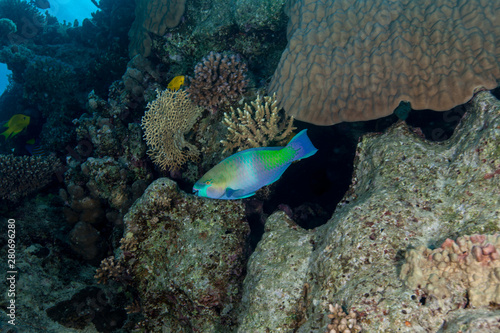 Parrotfish, Scaridae, Indo-Pacific