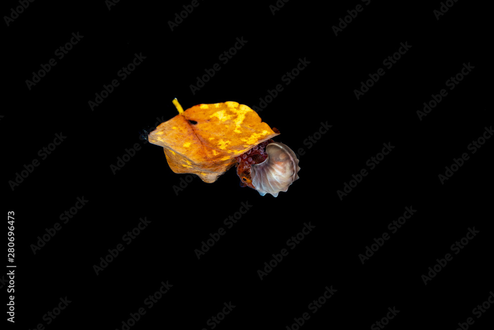 Paper nautilus, sitting on a leaf, Argonauta argo, the argonauts (genus Argonauta, the only extant genus in the family Argonautidae) are a group of pelagic octopuses Paper nautilus, sitting on a leaf, Argonauta argo, the argonauts (genus Argonauta, the only extant genus in the family Argonautidae) are a group of pelagic octopuses