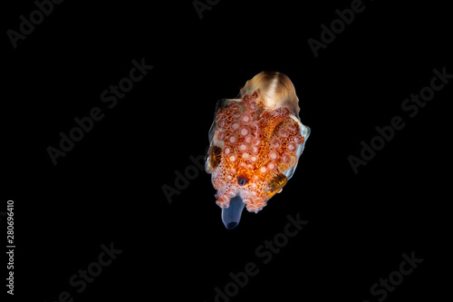 Paper nautilus, Argonauta argo, the argonauts (genus Argonauta, the only extant genus in the family Argonautidae) are a group of pelagic octopuses photo