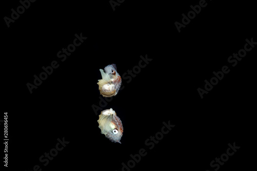 Paper nautilus with reflection on the water surface, Argonauta argo, the argonauts (genus Argonauta, the only extant genus in the family Argonautidae) are a group of pelagic octopuses photo