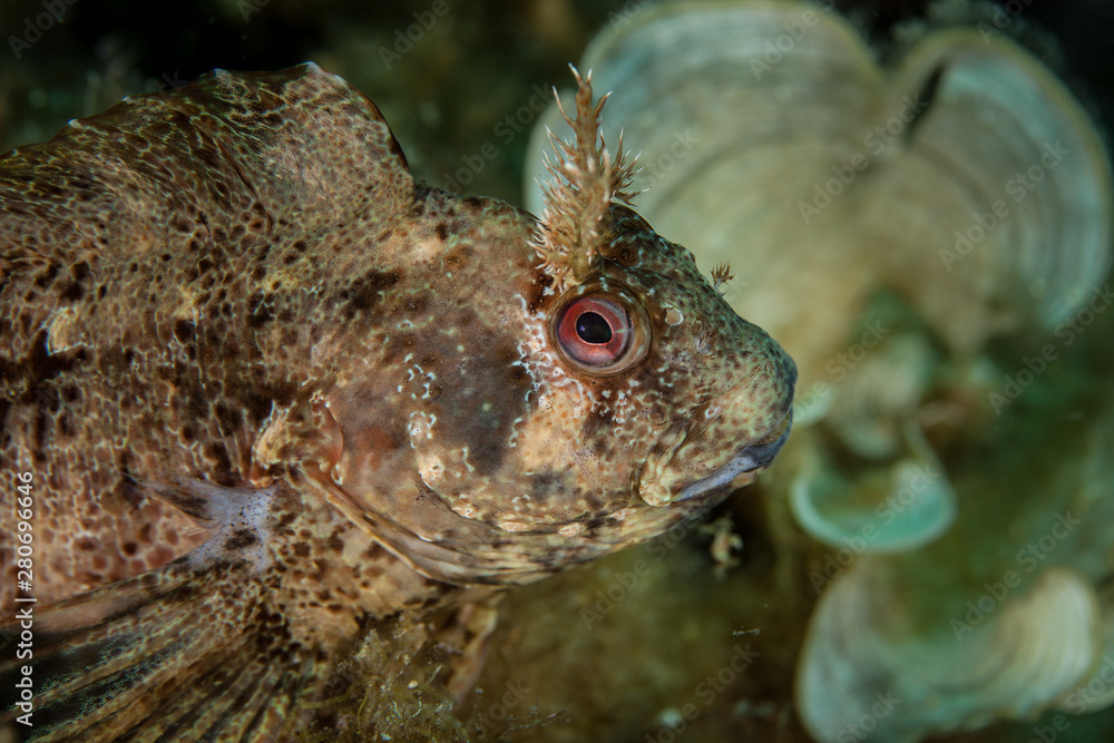 The tompot blenny (Parablennius gattorugine) is a medium-sized blenny The tompot blenny (Parablennius gattorugine) is a medium-sized blenny
