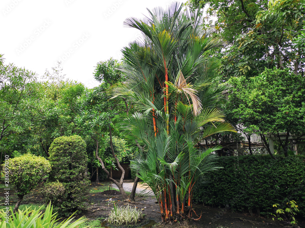 Fototapeta premium Lipstick palm in the garden.