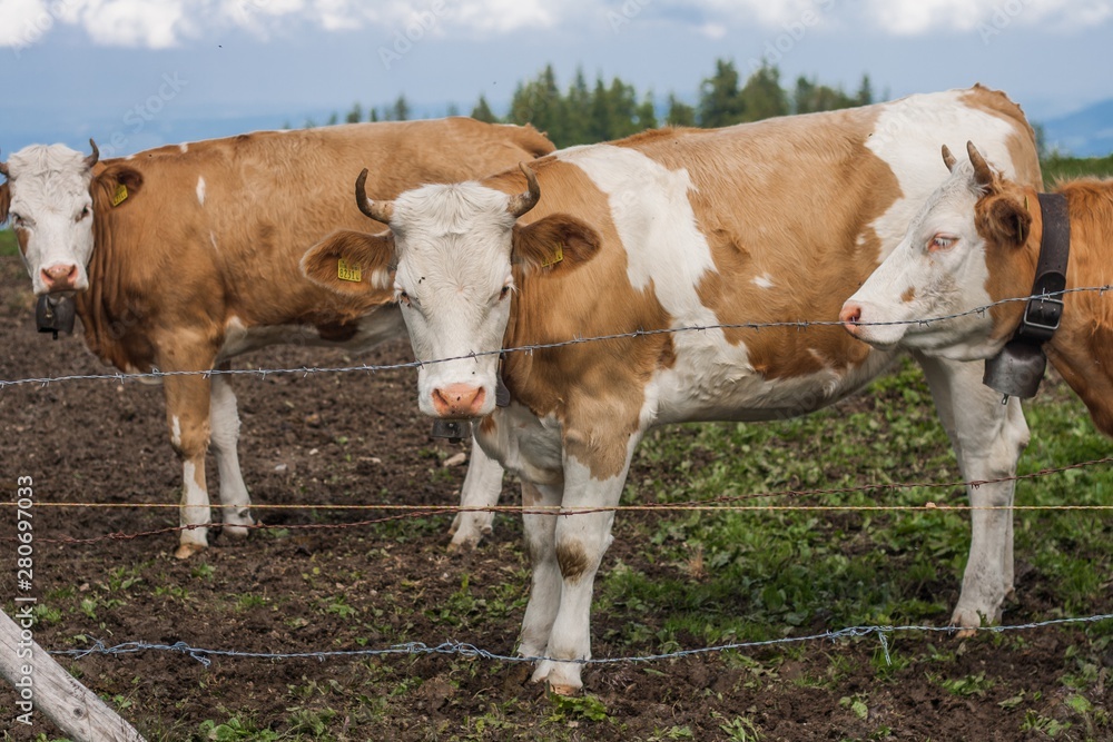 Beautiful swiss cows. Alpine meadows. Farm. Calf. Beautiful swiss cows. Alpine meadows. Farm. Calf.