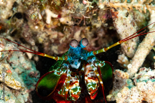 Peacock-, harlequin-, painted- or clown mantis shrimp, Odontodactylus scyllarus