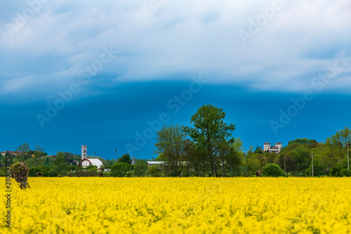 Yellow fields of rape on the hills of Friuli. Cassacco and its castle