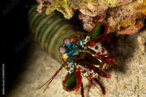Peacock-  harlequin-  painted- or clown mantis shrimp  Odontodactylus scyllarus