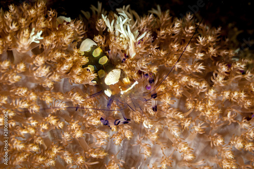 Glass Anemone Shrimp or Peacock-Tail Anemone Shrimp, Periclimenes brevicarpalis