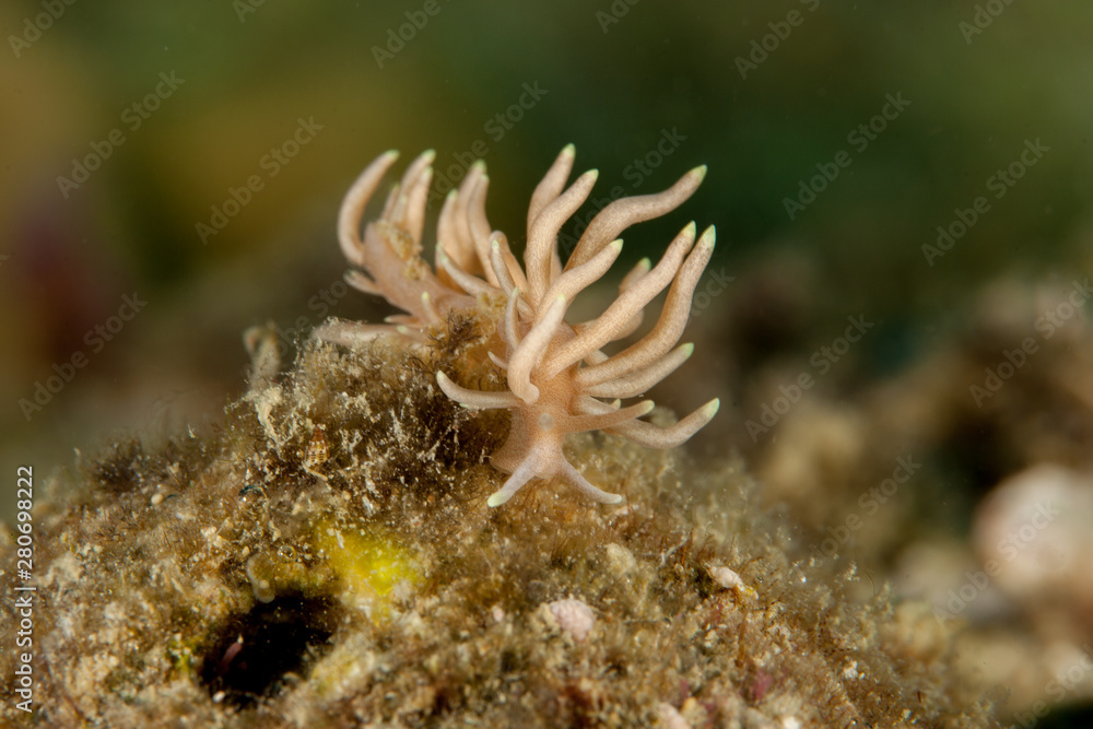 Phyllodesmium briareum Phyllodesmium briareum